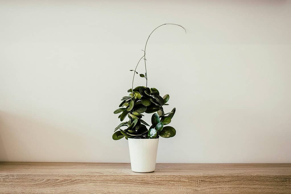 Essentialism vs minimalism green plant